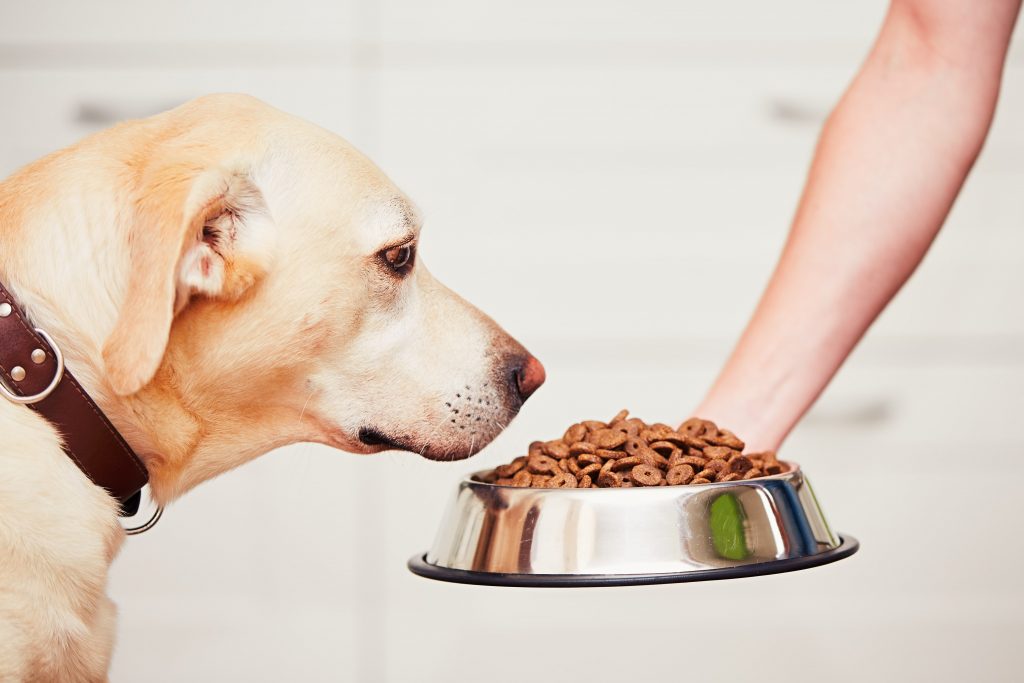 como alimentar a tu perro